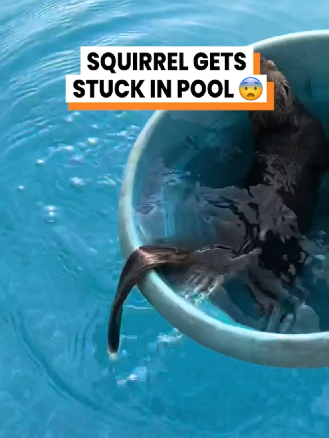 A post by @gofetch on TikTok caption: Squirrel rescue attempt from pool 🫣 (@theboylexi) #gofetch #squirrelrescue #talkinganimals #animalvoiceover
