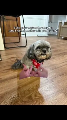 A post by @lilmfcurb on TikTok caption: Drop a pic of your dog in the comments🤝