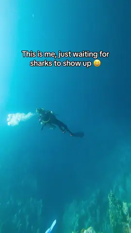 A post by @scubadan_ on TikTok caption: I have the opposite of thalassophobia i love just hanging around in deep water, in the middle of oceans seeing what might turn up. Socorro is one of the best places in the world to see big palegic animals like sharks and mantas. It takes 30 hours by boat to reach the islands. The waters are cold but its home to hundreds of hammerhead sharks, giant mantas, silver tip sharks, tiger sharks and more! 