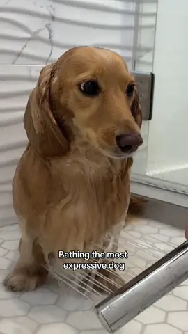 A post by @winston_da_ween on TikTok caption: I hate it here #onthisday 