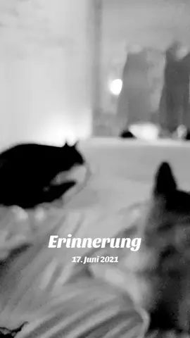 A post by @teufelsengel96 on TikTok caption: #erinnerung