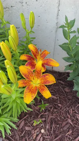A post by @brialem on TikTok caption: ✨🌱🦋🌷✨
