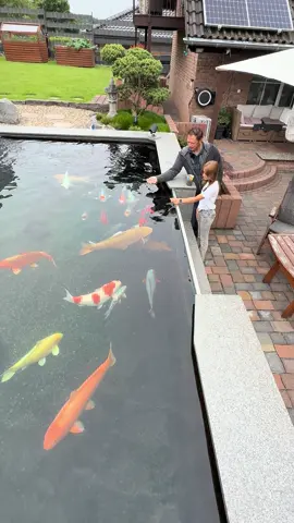 A post by @modernkoi on TikTok caption: Ingos 35.000Liter Hochteich🤩🎋 #konishi #Koi#karashi #carp #konishikoi #teich #pond #japan  #japanesekoi#modernkoi #nishikigoi  #fyp #fypage #foryoupage #karpfen #showa #sansai #tosai #nisai #explorepage