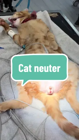 A post by @dr.b_veterinarian on TikTok caption: ✂️🐱 Quick, safe, and essential! This male kitty is getting neutered to help prevent unwanted litters. He’s in great hands! 💙                 This video describes one technique and preference based on the surgeon performing. There are other ways to perform this surgery.  #CatNeuter #FelineCare #SpayAndNeuter  #Animalhealth#learnontiktok #fyp