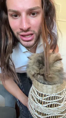 A post by @bryanthediamond on TikTok caption: Donatella’s favorite activity & Theodore’s biggest nightmare 💀💀  #f#fypc#catsc#CatsOfTikTokg#groomersb#bestiesb#bryanthediamond