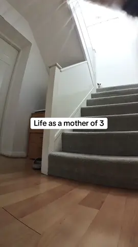 A post by @kittenheavenpov on TikTok caption: Stressful 😅 #catsoftiktok #catspov #catcam #catswithcameras 