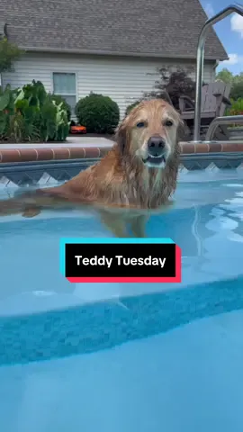 A post by @aguyandagolden on TikTok caption: Teddy Tuesday! Back for good?? 