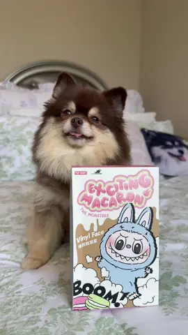 A post by @scout2015 on TikTok caption: How did she get THAT Labubu😭Part 3?!💔 #labubu #toy #puppy #suprise #fyp 