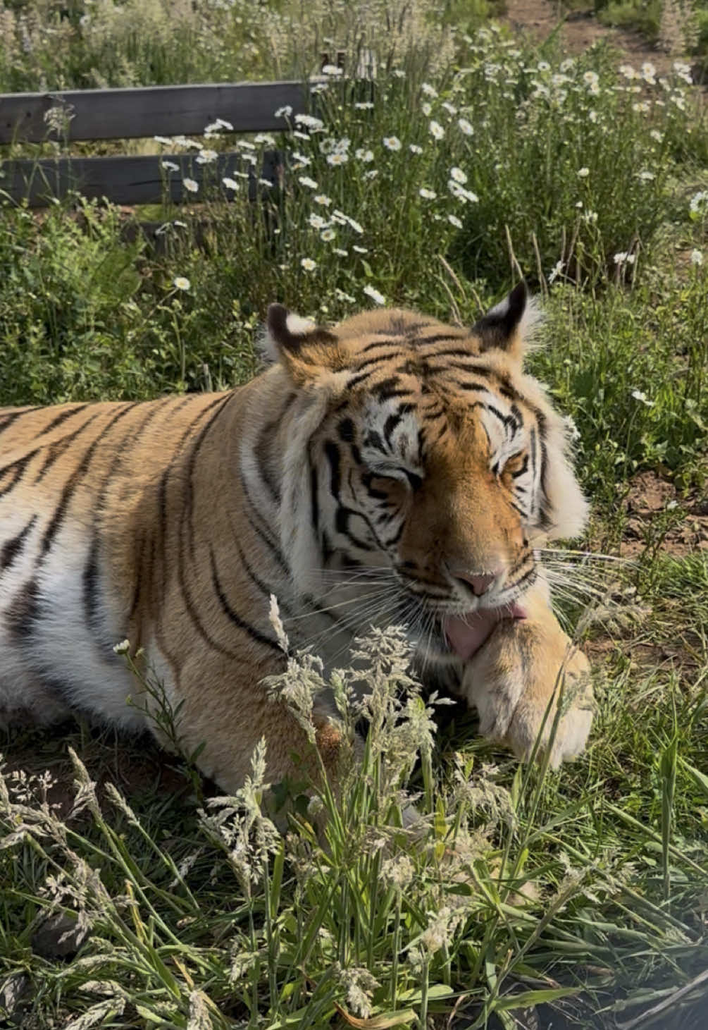 A post by @wildcatridgesanctuary on TikTok caption: Oh, to be a tiger at sanctuary,  bathing in a field of flowers 🌼🫧 Did you know that tigers groom themselves just like your domestic cat does at home? Allow Hirah to show you how it’s done 🛁. She also has a pool to dip into now that the weather’s been getting warmer ☀️ #tiger #notapet #bigcats #CatsOfTikTok #catbath #bath #nature #flowers #daisy #pool #sanctuary #nonprofit #oregon 