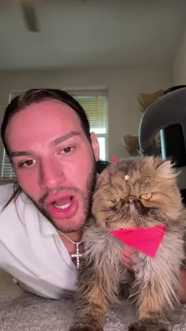 A post by @bryanthediamond on TikTok caption: The girls are NOT having it with me after the groomers 💀😂 #fyp #cats #CatsOfTikTok #besties #groomers #bryanthediamond 