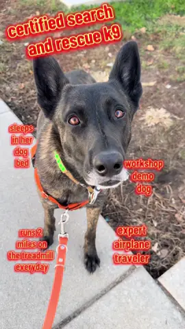 A post by @kathryns.canines on TikTok caption: we all have our flaws #trend #dog #k9 