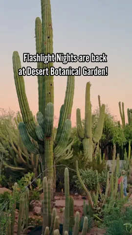 A post by @welcometoarizona on TikTok caption: Flashlight Nights are back at @Desert Botanical Garden 🔦This limited time experience is a great way to explore the garden at night with special performances and pop ups for the whole family.  Visit dbg.org for available dates and tag your flashlight crew below ⬇️ #desertlife #thingstodo #arizonasbest #welcometoarizona #arizonaevents 