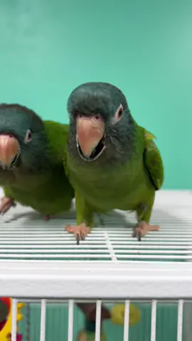 A post by @geckoemmy on TikTok