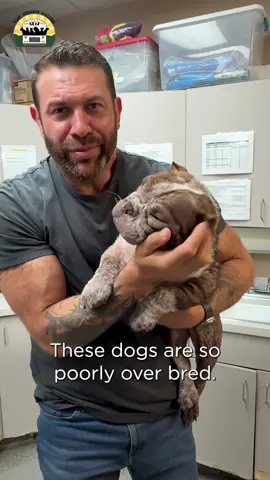 A post by @theasherhouse on TikTok caption: Such an incredible rescue day! We went to the shelter to pick up a dog that was there for 202 days and ended up following in love with a few more on the way out 😂❤️❤️ Thank you so much @Tacoma Humane We love and appreciate you!