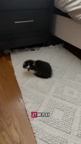 A post by @jesss_16 on TikTok caption: Bro I just want to play with them so bad but they’re just not there yet #kittensoftiktok #cattok 