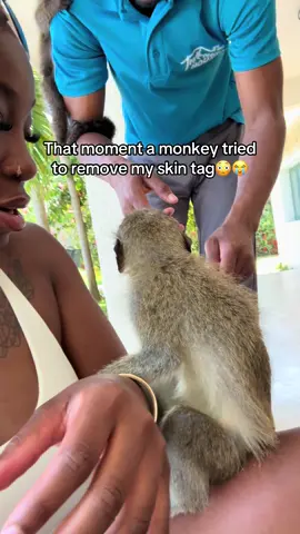 A post by @thebadmf_ on TikTok caption: I guess he thought it was edible 😭😩 🙈 #monkey #monkeys #puntacana #babymonkey #fyp #fyp #fypシ゚viral #fyppppppppppppppppppppppp #fypage #monkeysoftiktok #puntacanavacation 