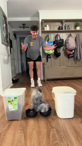 A post by @lilmfcurb on TikTok caption: Bella loves Meoof and your dog will too😄