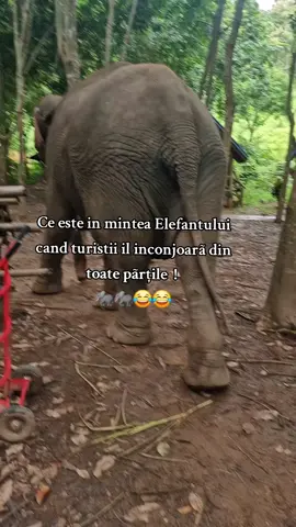 A post by @lenghenandreea on TikTok caption: Fun fact 😂😂 #thailand🇹🇭 #elephant #parati #pentrutine #5pasidebine #funnyyyy #holiday #🐘 #😂😂 