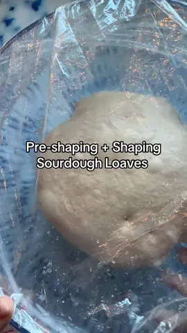 A post by @wheatculture on TikTok caption: Pre-shaping + shaping some 80% hydration sourdough loaves #sourdoughtiktok #sourdough #sourdoughtok #sourdoughstarter #sourdoughasmr #sourdoughcrunch #sourdoughbread #wheatculture #sourdoughclub #shapingsourdough 