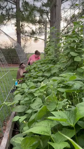 A post by @lifewithgaitlyn on TikTok caption: Morning Garden work!! #gaitlynrae 