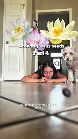 A post by @plantswithkrystal on TikTok caption: The lotus seees are officially taking over my life  I’ve been winging the process so far but I feel like we’re on a good trajectory now. Also, BTI drops are pollinator safe and animal safe but still, be sure that pets aren’t consuming large quantities of it.  I’ll continue to keep you updated along the way.  #lotusseeds #plantgrowth 