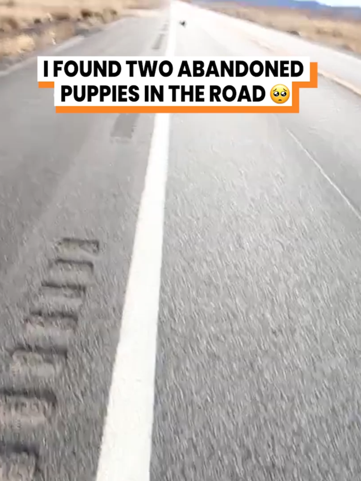 A post by @gofetch on TikTok caption: Abandoned puppies get found 🥹 (@jordankahana) #gofetch #rescuedog #talkinganimals #animalvoiceover
