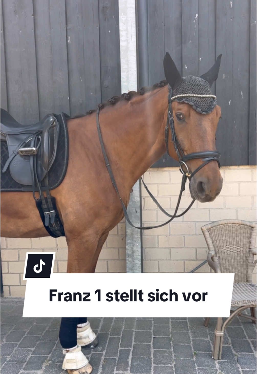 A post by @franziundfleur on TikTok caption: Franz 1 - der beste Franz 🧡 Haben eure Pferde Spitznamen? Welche?? IG: franziskaelea  #dressurpferd #pferd #pferdewelt #pferdemädchen #franziundfleur #franziskaelea #franziundfranz #reitsport #dressur 