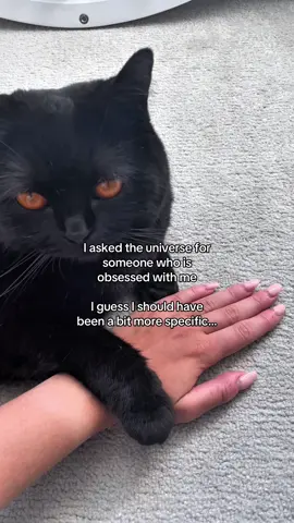 A post by @clementinemeows on TikTok caption: yes that tan line is from the paw #cat #soulmate 