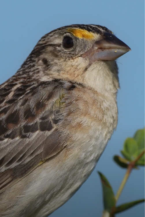 A post by @natgeo on TikTok caption: Once thriving across Florida’s prairies, fewer than 200 Florida grasshopper sparrows are known to exist in the wild—highlighting the devastation of their habitat. But what if they can be saved? Biologist Fabiola ‘Fabby’ Baeza-Tarin and an unexpected team unite to save the U.S.'s most endangered songbird in The Little Brown Bird. Read more about the sparrow’s path to recovery and watch the film at the 🔗 in bio, or on Nat Geo's YouTube channel.