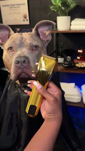 A post by @reignstormpit on TikTok caption: 🫧🐾 💈My Dogs Barber Cancelled On Him So I Set Up Shop and Gave Him The Full Experience. 🫧🐾 💈  #dogsoftiktok #doglife #funnydog #cutedog #cute #doggrooming #asmr #asmrsounds #asmrvideo #foryou #pitbull #reignstormpit #viral 