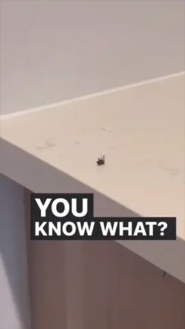 A post by @shiadanni on TikTok caption: If you’re gonna k💄ll, do it in spanish 🚬👄