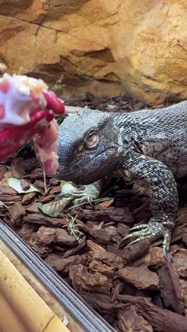 A post by @thereptilezoo on TikTok caption: Meet the white throat monitor one of the largest and most intelligent lizards in Africa! 🦎🔥 These impressive reptiles can grow up to 5 feet long and are known for their strong jaws, muscular build, and sharp claws😳 Their name comes from the pale coloration on their throat and underside, which contrasts with their dark, rugged scales🤩
