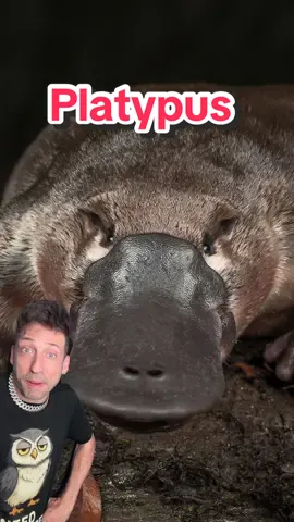 A post by @oddanny on TikTok caption: Weirdest animal EVER #platypus 