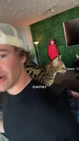 A post by @ayypatrick on TikTok caption: This product is Zeus Approved✅ @PETKIT #petkit #purobot #savannahcat #zeusthesavannah #zeusthecat 