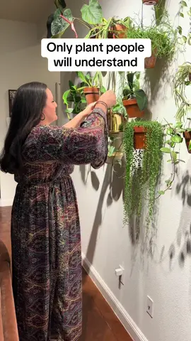 A post by @tannertheplanter on TikTok caption: My wife LOVES Hoya! She’s a Hoya queen! You’ll find her tracking them down all over the house 😂- especially when they’re in flower! This one is Hoya Krohniana #plants #hoyas @Erika Margarita Mitchell 