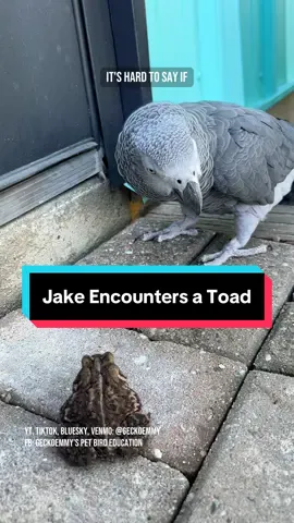 A post by @geckoemmy on TikTok caption: Jake encountered an unexpected garden resident #africangreyparrot #funnyparrot #toad #PetsofDyson 