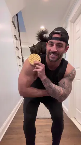 A post by @peanut_the_squirrel12 on TikTok caption: Waffles ❤️ #fyp #video #viral #fypp #insta #animal #pets #instagram #squirrel #