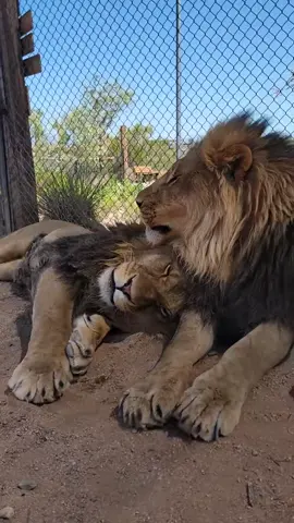 A post by @brittneyandzion on TikTok caption: Happy pride