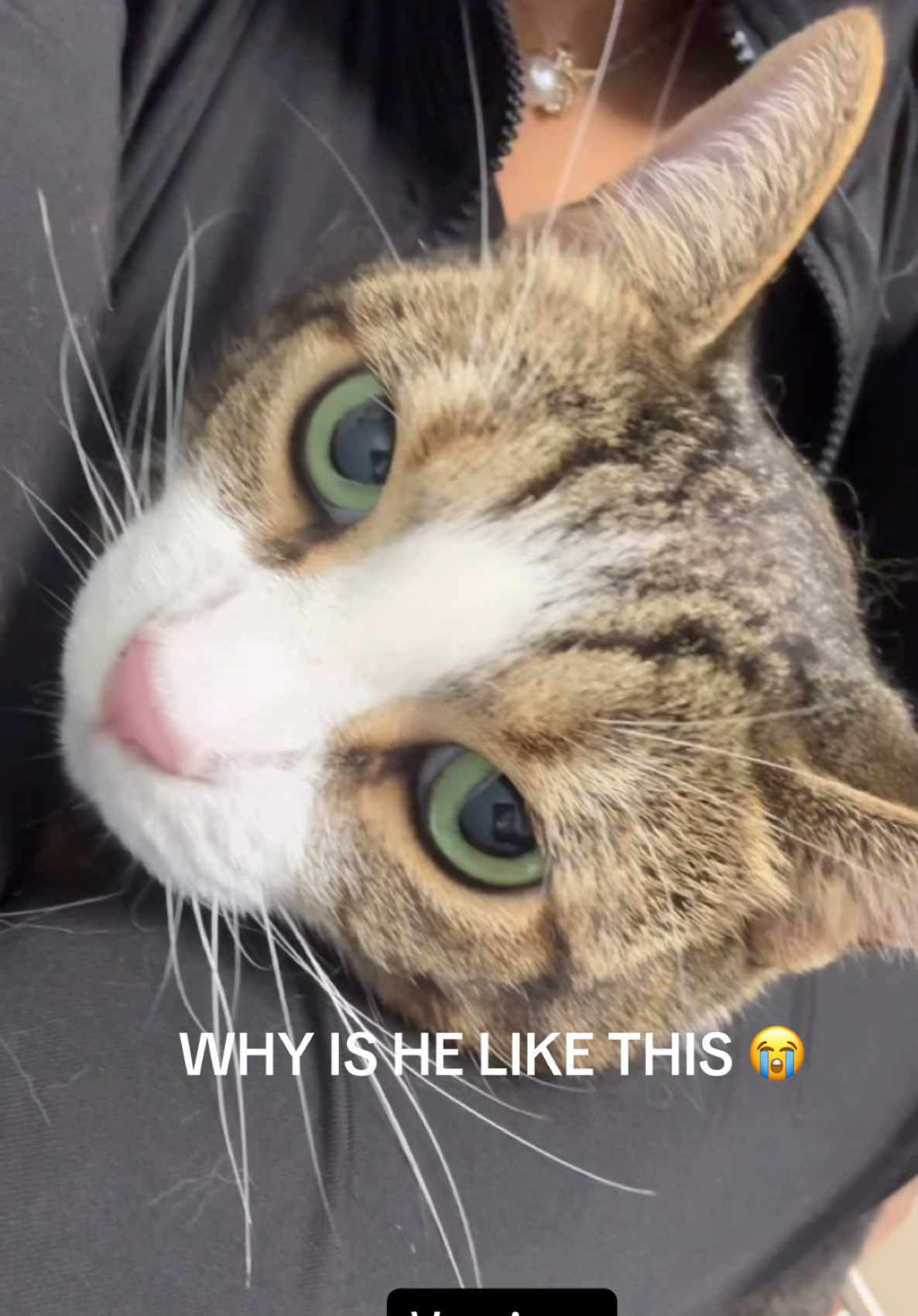 A post by @.tricktales on TikTok caption: #oliver #tricktalescosmetics 