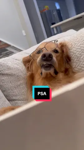 A post by @aguyandagolden on TikTok caption: In case TikTok ever gets banned… #dog #goldenretriever #dogsoftiktok 
