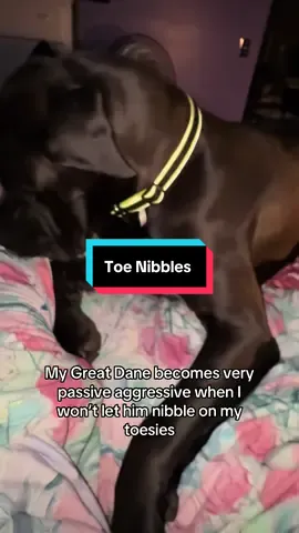 A post by @glynis_leigh on TikTok caption: Why does he always nibble my TOES #GREATDANE #BED #TOES #NIBBLE #DOG #RELAX #SLEEP #glynisleigh 