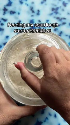 A post by @wheatculture on TikTok caption: Feeding my sourdough starter breakfast #sourdoughstarter #sourdoughtiktok #sourdough #sourdoughtok #sourdoughasmr #sourdoughcrunch #sourdoughbread #sourdoughclub 
