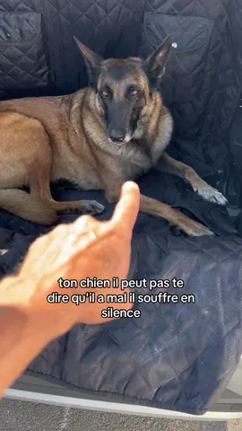 A post by @jonathanconiastuces on TikTok caption: Une vidéo que tous les maîtres devraient voir #chien #prevention #été #chaleur 
