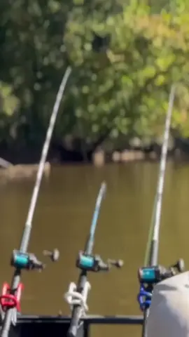 A post by @kody._kennedy on TikTok caption: BIG fish takes the bait! #fishing #fishinglife #catfish #catfishing #bigfish 
