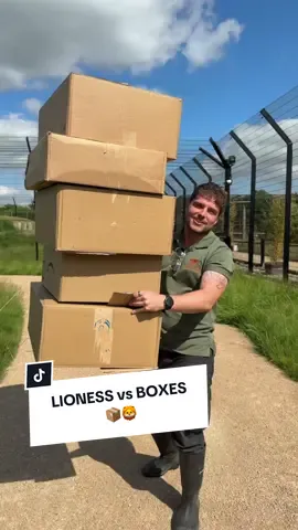 A post by @camwhitnall on TikTok caption: Vanda, our rescued lioness from Ukraine, just got a very special delivery… BOXES! 📦🦁 Who says cardboard boxes are just for house cats? Happy International Box Day! 😅🧡 #lions #bigcats #cats #tiktokforgood #sanctuary 