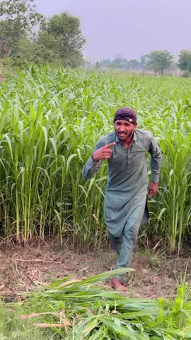A post by @ on TikTok caption: 😂#phoollu #phoolllusquad 