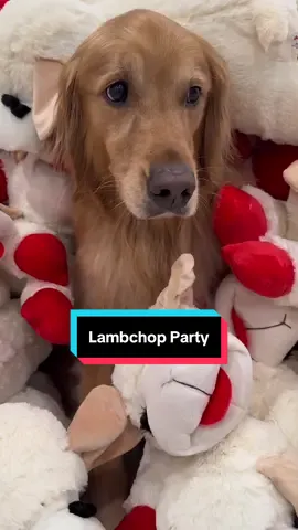 A post by @aguyandagolden on TikTok caption: Teddys Lambchop supply has been replenished 😂… #dog #goldenretriever 
