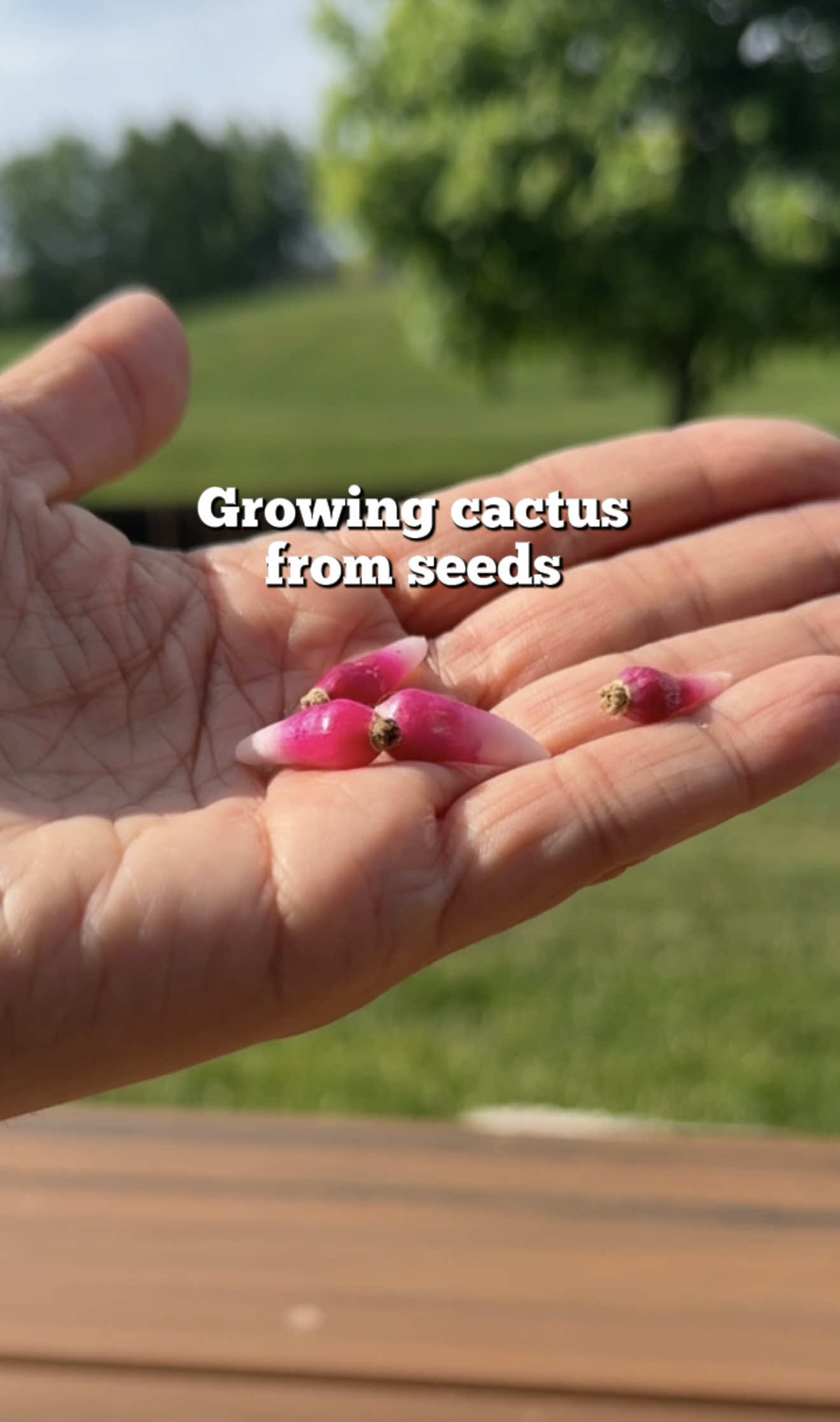 A post by @plantswithkrystal on TikTok caption: Whats better than one big cactus!? Bebe ones!  Those little chili pepper looking things are seed pods. Remove the seeds from the pods, place in a covered container with substrate (I used coco coir), spray daily, place on a window sill and in 2 weeks you’ll have babies!  #cactusseeds #growingplants 
