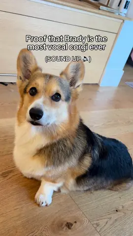 A post by @bradygraffiti_corgis on TikTok caption: This doesn’t even cover all his noises 😅