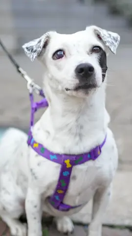 A post by @doggodaiily on TikTok caption: Athena 🤍🥰 , #caniditorino 